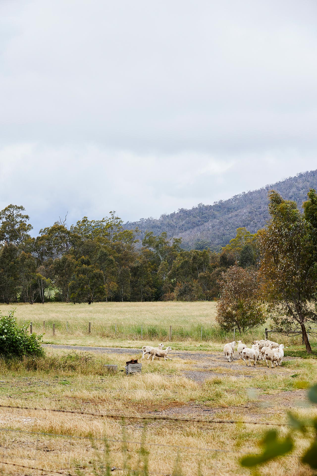 Tallarook Hotel State Forest